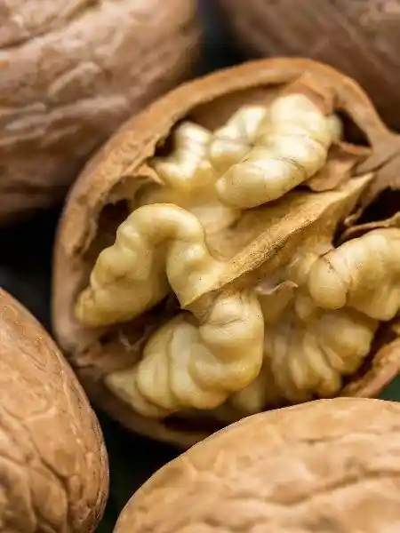 أشجار الجوز
