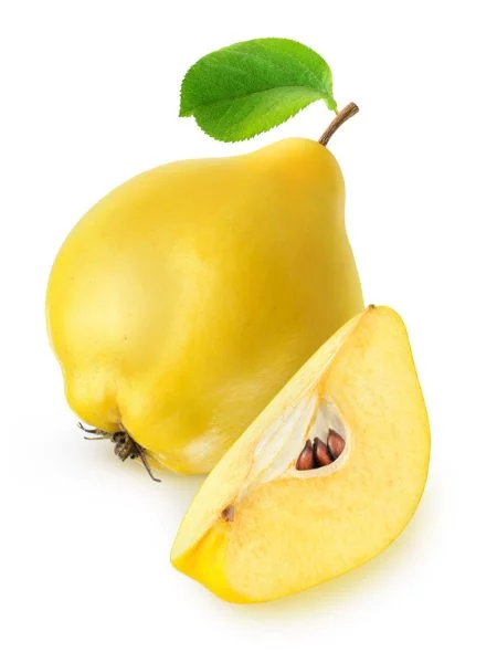 السفرجل