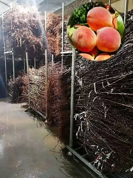 مجموعات